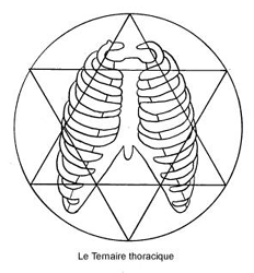 Fig. 71 - Le Ternaire thoracique