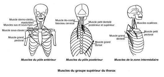 Fig. 125 - Muscles du groupe musculaire supér...<div class=