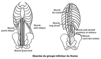 Fig. 126 - Le groupe musculaire inférieur