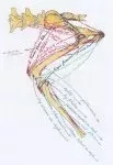 L103xH150_L103xH150_muscles_post_CN-aa3b5-3a8de.jpg