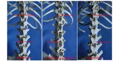 L500xH251_biomeca_Vx_petit-2-2f3e6.jpg