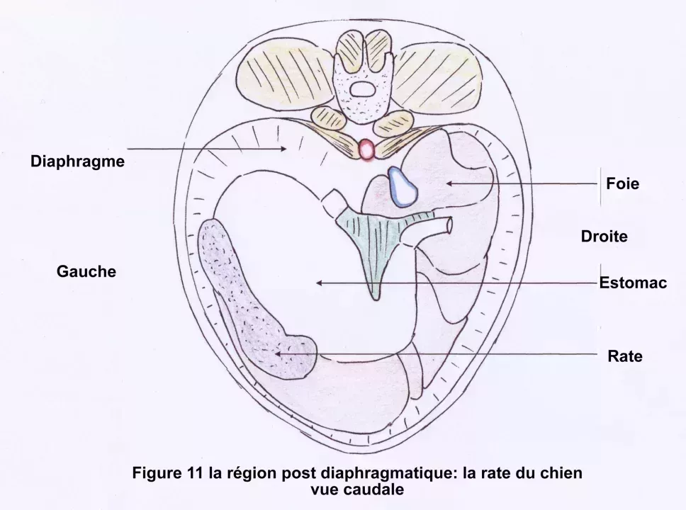 anat_0002.jpg