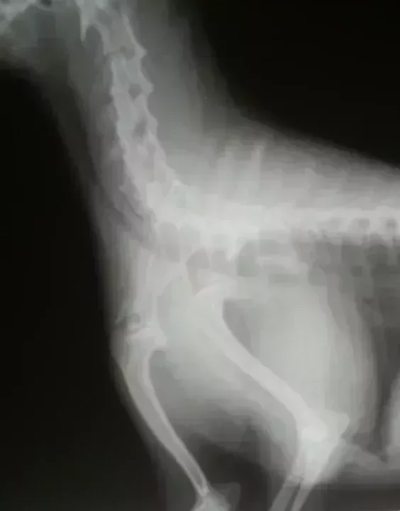 thorax_radio_005.jpg