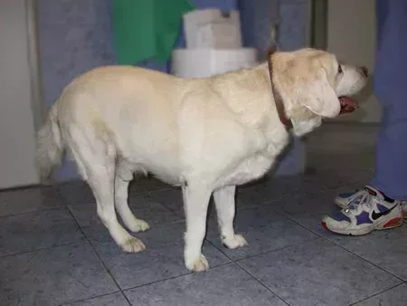 L450xH338_dyspl_stef_chien-9e50b.jpg