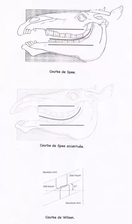 L450xH762courbes_dents-4b9f2.jpg
