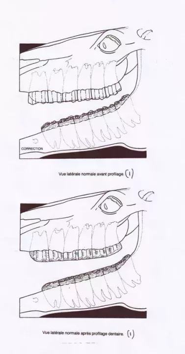 L450xH860profilage-dents-450-2daea.jpg