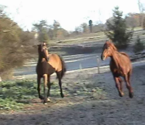 L463xH398_pepsi_galop-e33b1.jpg