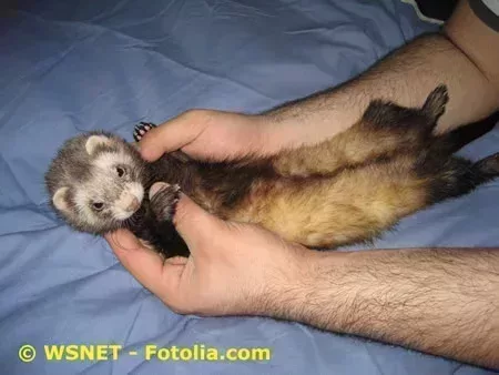 L450xH338_jpg_fotolia_4421378_m_furet_doc_nac-beda2.jpg
