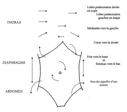 L520xH456_jpg_torsion_physio030-d523b.jpg