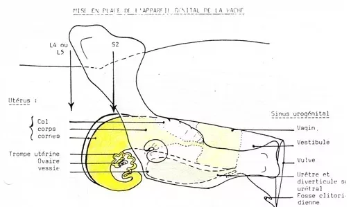 L506xH299_jpg_App-Gen-Vache-2-6b09e.jpg