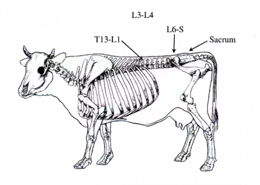 L520xH369_gif_vache_consult_net-a521c.png