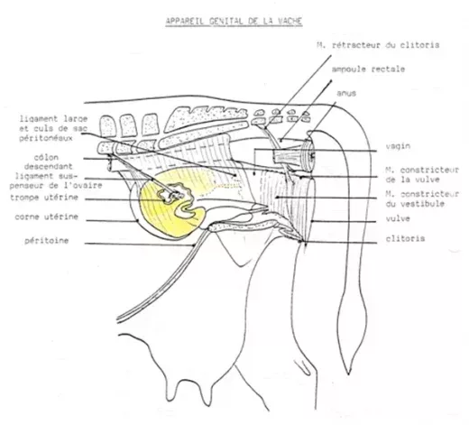 L520xH471_gif_anat-1-e608b.png