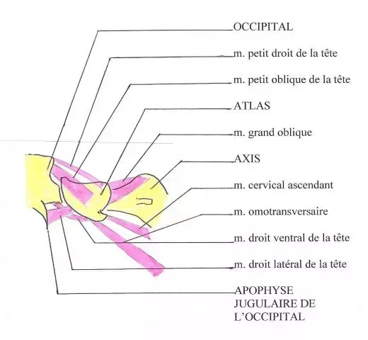 L520xH480_jpg_Muscles_juxta-vertebraux_se_terminant_sur_l_atlas-fe494-2.jpg
