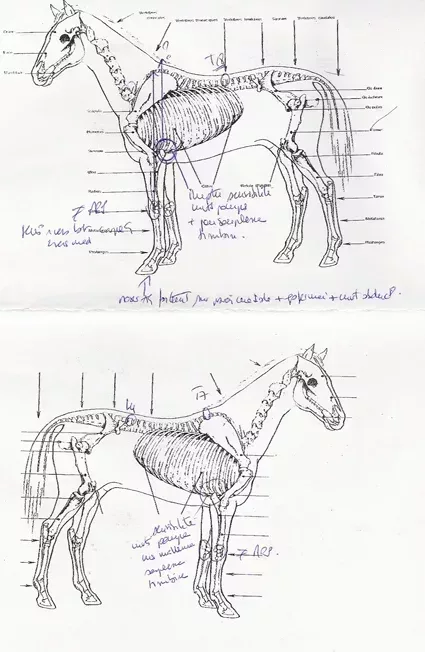 L425xH652jpg_Brassaud_sternum_img02-6e6ee.jpg
