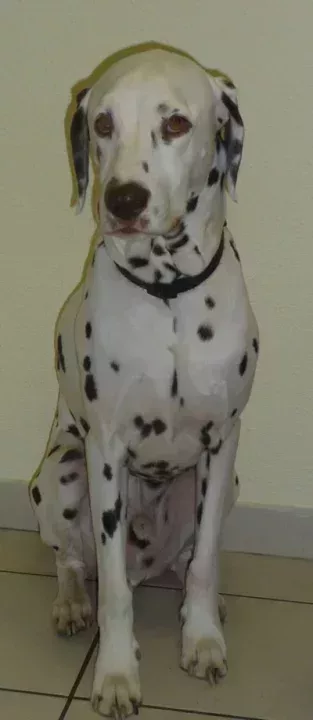 L400xH919_jpg_101_dalmatien-770d6.jpg