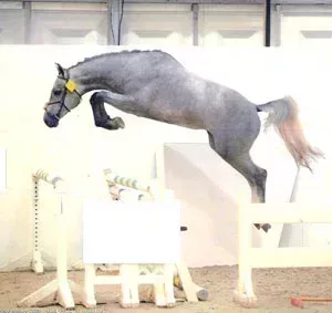 L300xH283_jpg_saut-29bb1.jpg