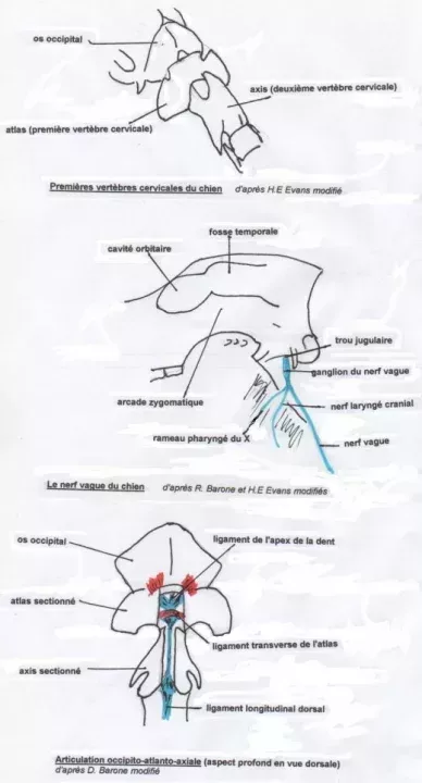 L520xH965_jpg_articulation_occipito_atlanto_axiale_1-5784a-2.jpg