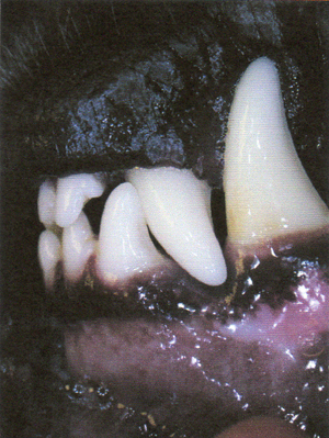 L300xH399jpg_image4dentpetite-b0ef2.jpg