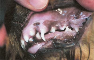 L400xH257jpg_image3dentpetite-4d96f.jpg