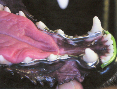 L400xH305jpg_image5dentpetite-3ee64.jpg