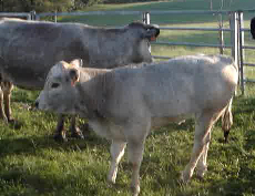 L230xH177_jpg_veau-c93a2.jpg