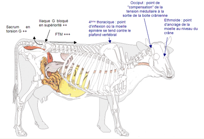 L400xH273_jpg_Veau_depeche_juin2010b_bd-d7634-2.jpg