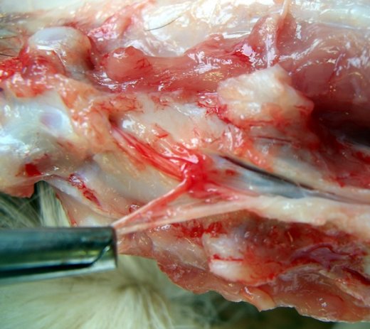 L520xH463_jpg_insertion_filum_vo_600-bd01f.jpg