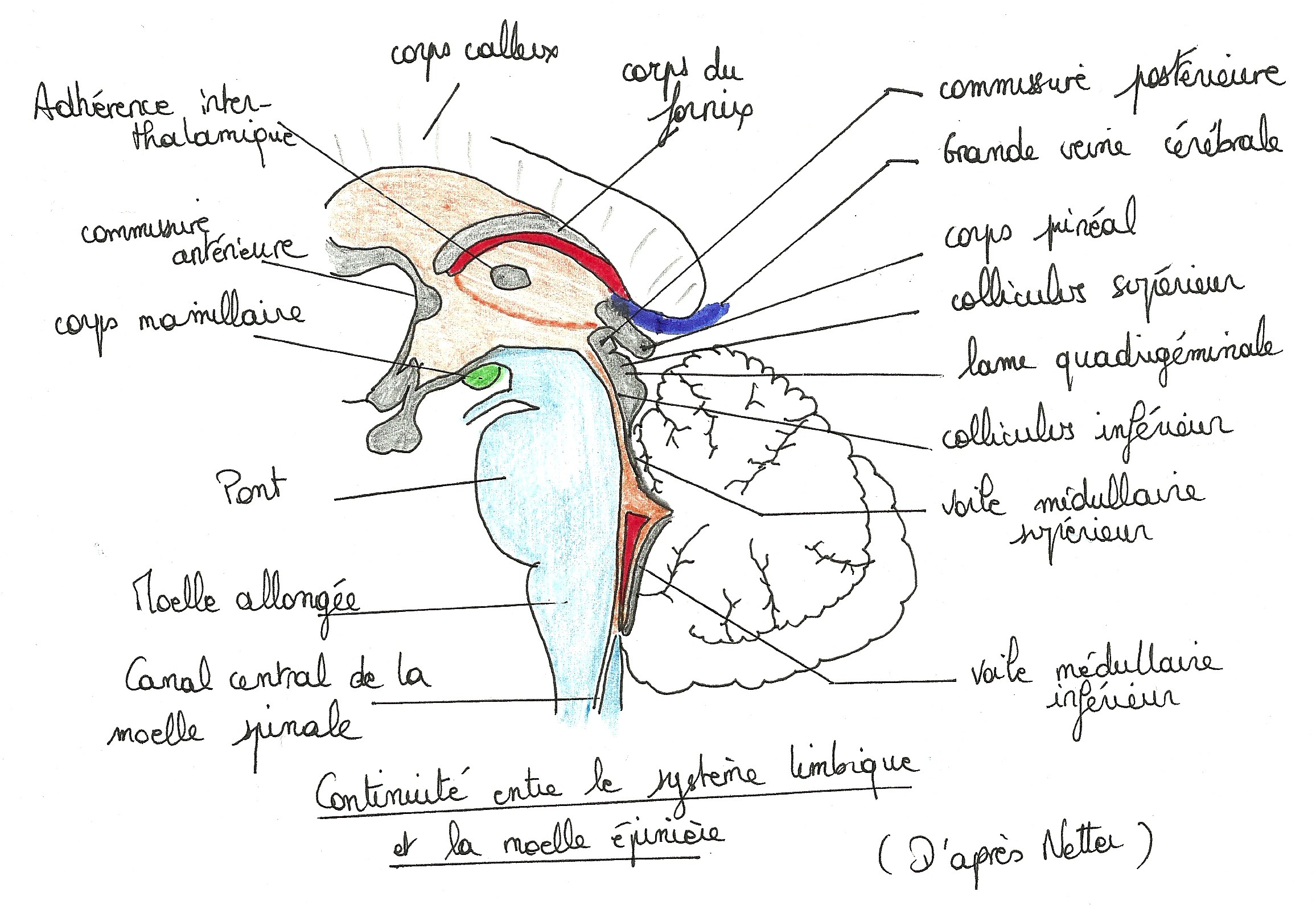Continuité entre le système limbique et la moelle épinière