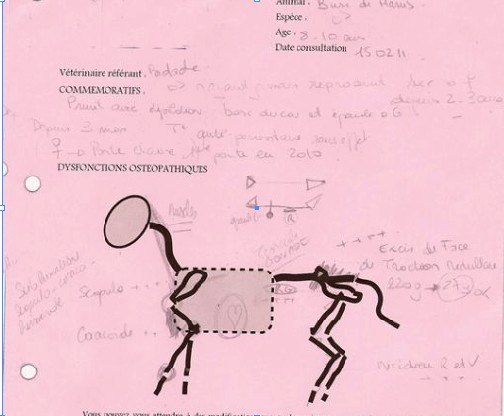 Schéma ostéopathique - dysfonctions Buse de Harris