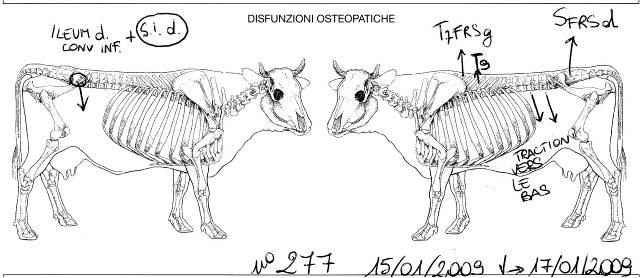 png_vache_277_dysfonctions_osteo.png