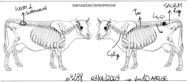 png_vache_288_dysfonctions_osteo.png