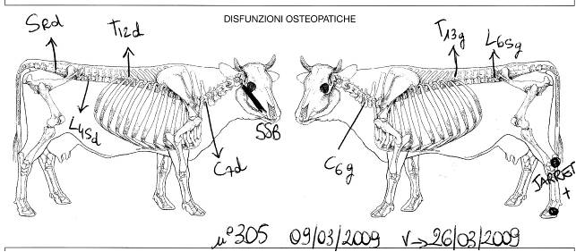 png_vache_305_dysfonctions_osteo.png