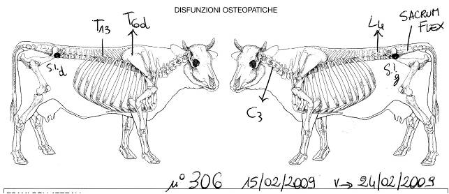 png_vache_306_dysfonctions_osteo.png
