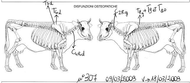 png_vache_307_dysfonctions_osteo.png