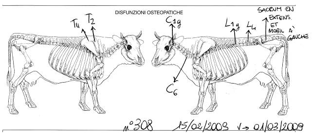 png_vache_308_dysfonctions_osteo.png