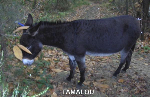 LAROCHE_968_08_TAMALOU.jpg