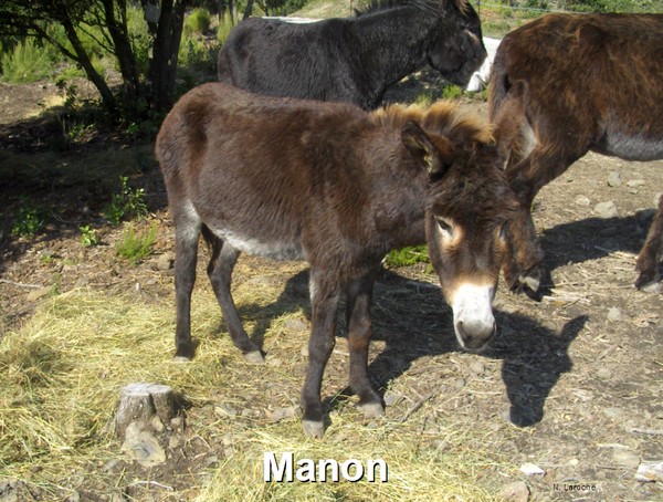LAROCHE_968_12_MANON.jpg