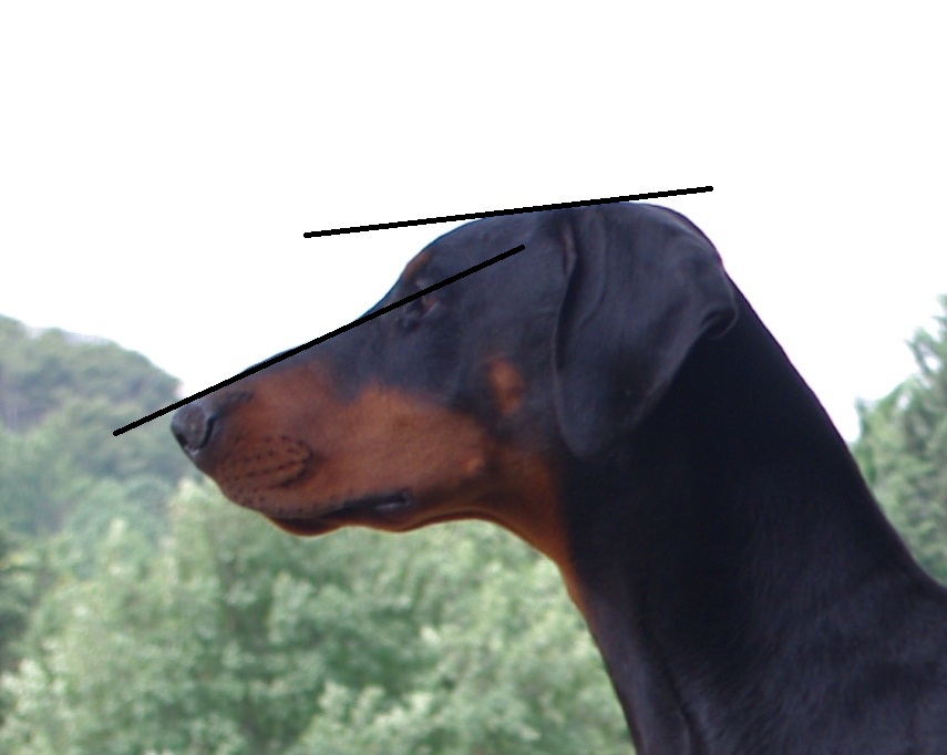 profil_avant.jpg