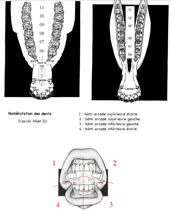 25_art_dents_01.jpg