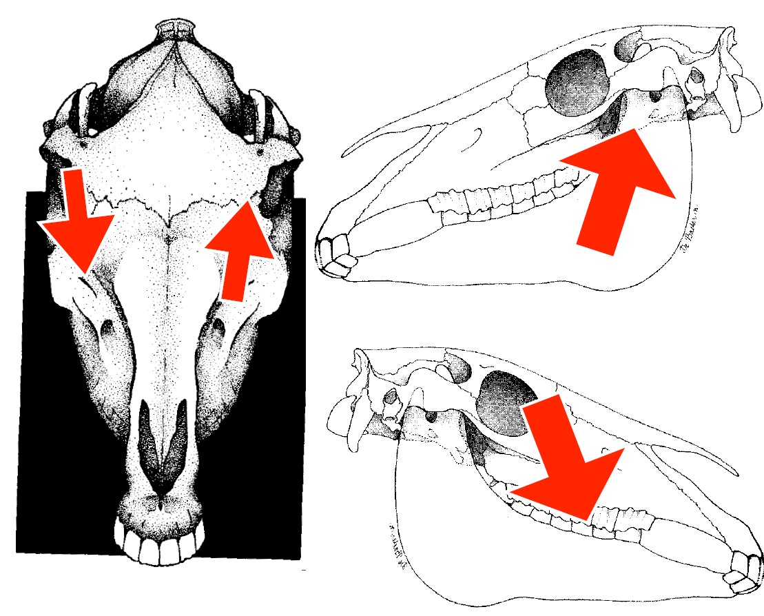 25_art_dents_AQPS_07.jpg
