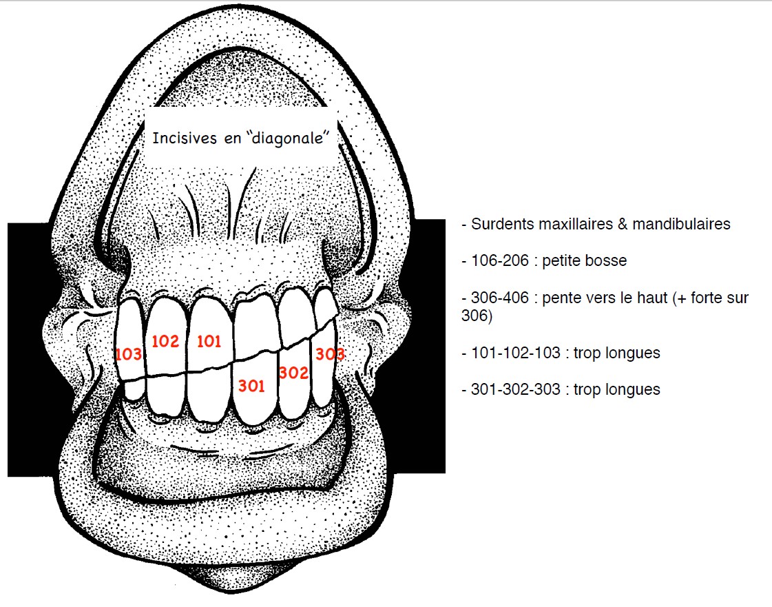25_art_dents_AQPS_08.jpg