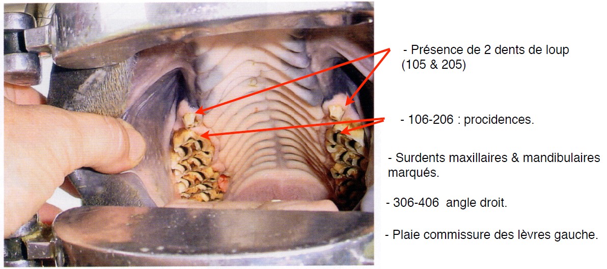 25_art_dents_SF_06.jpg