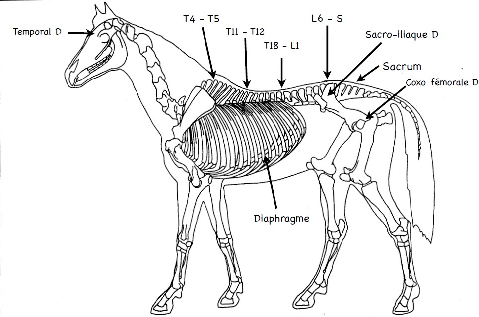 25_art_dents_TF_02.jpg