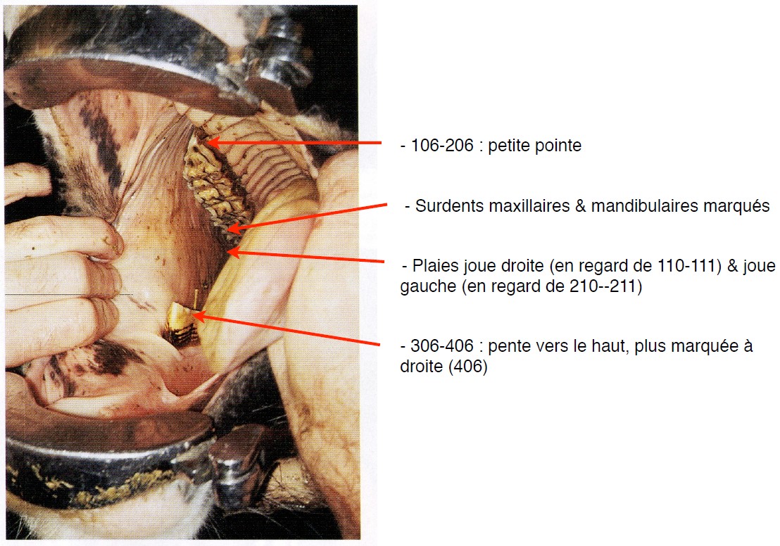 25_art_dents_TF_03.jpg