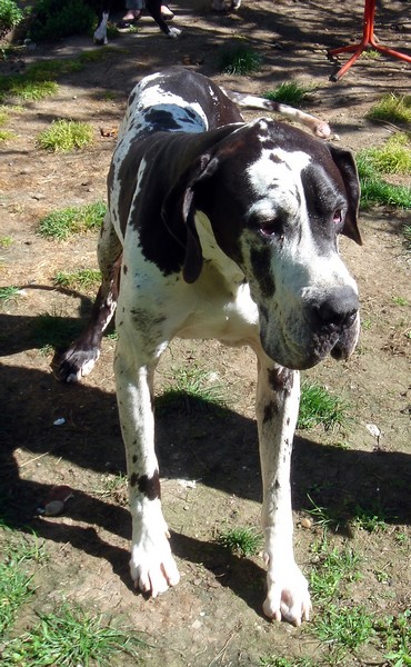 CAMPEADOR_07avr11a.jpg