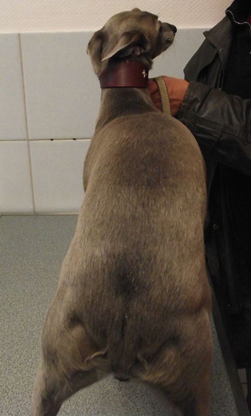 whippet.jpg