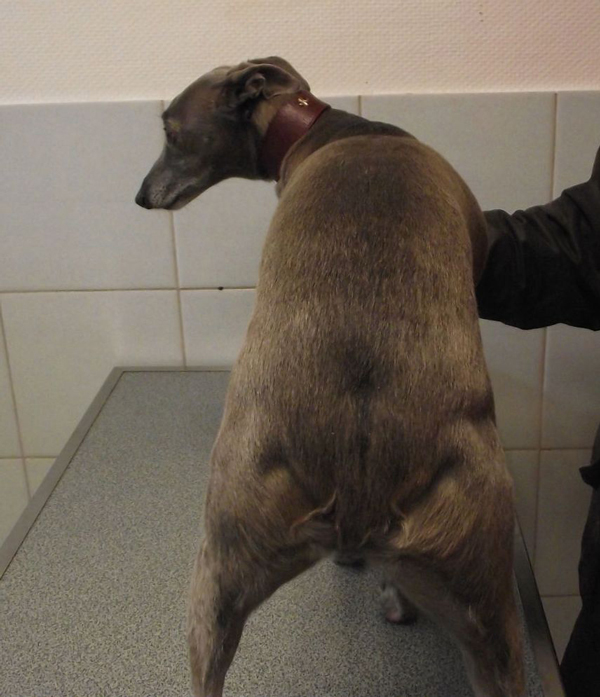 whippet-bis-1.jpg
