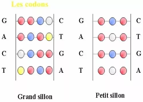 jpg_codons-2.jpg
