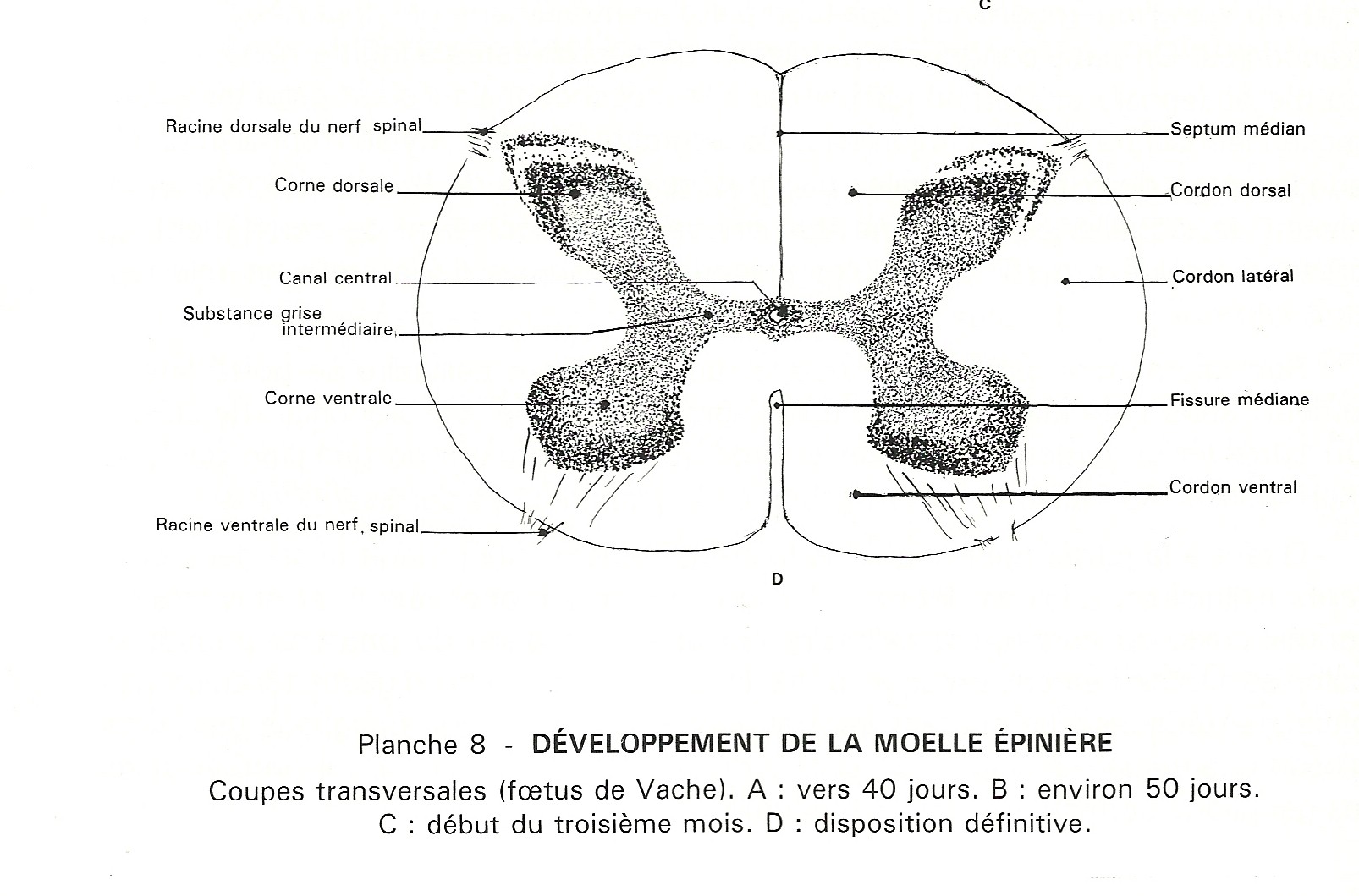 Coupe transversale de la moelle épinière d'un chat
