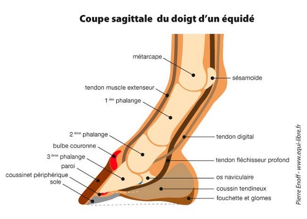 Coupe sagittale du doigt d'un équidé